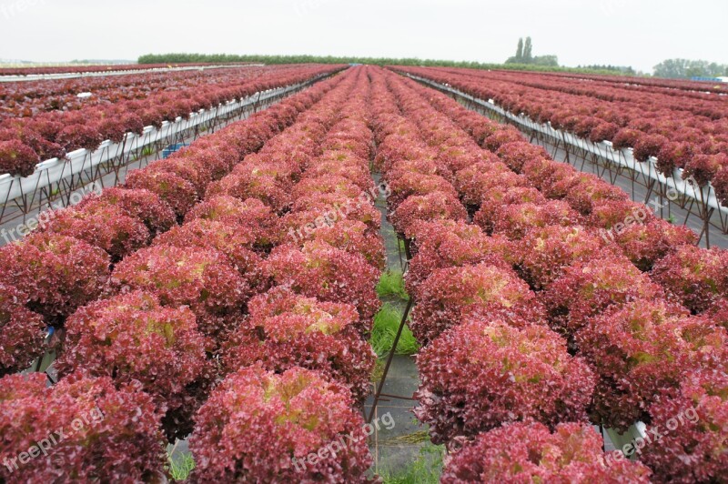 Red Lettuce Curly Endive Horticulture Agriculture Vegetables