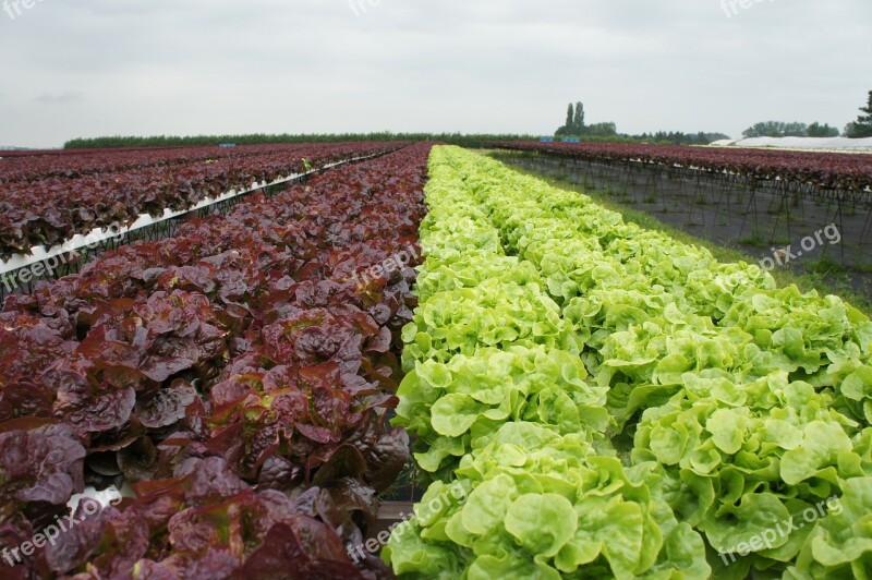 Lettuce Red Lettuce Horticulture Vegetables Food