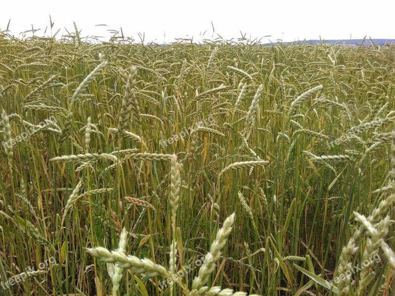 Spelt Cornfield Organic Grains Free Photos