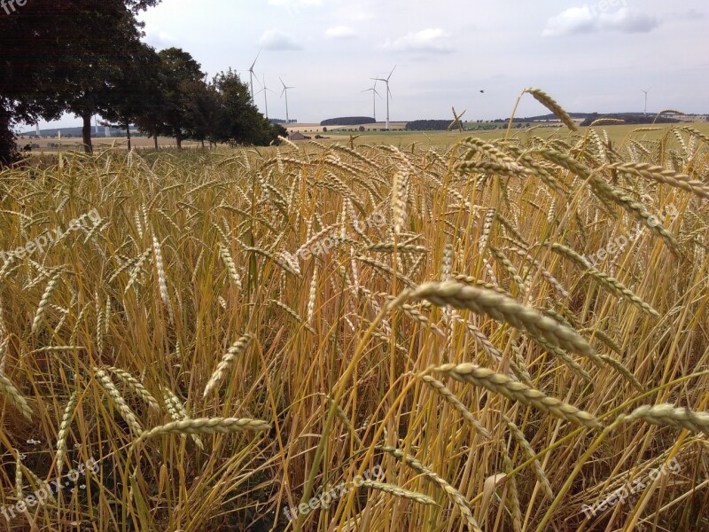 Spelt Cornfield Organic Grains Free Photos