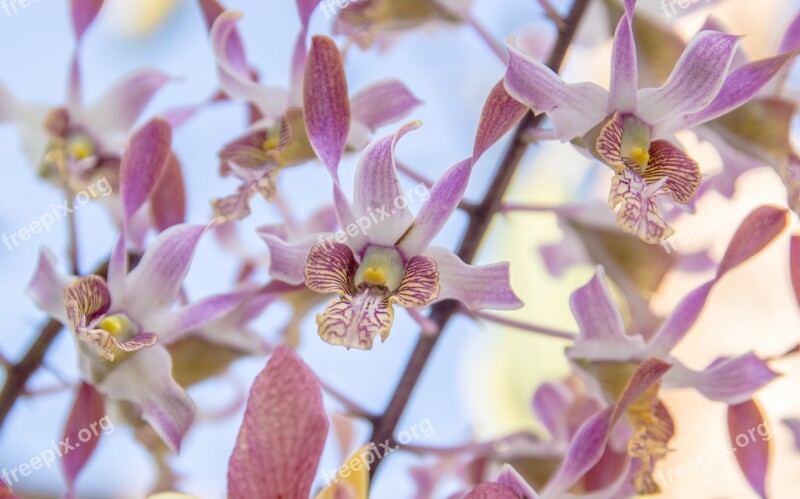 Orchid Flower Pink Tropical Isolated