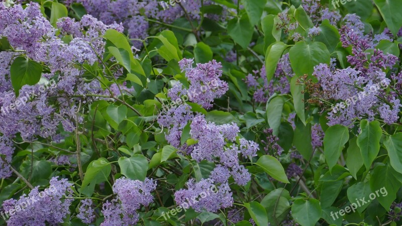 Lilac Green Bush Nature Purple