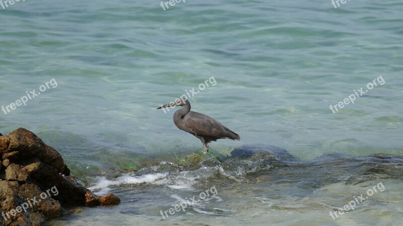 Sea Blue Beach Rock Stone