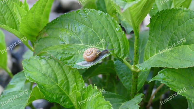 Leaves Snail Leaf Nature Shell