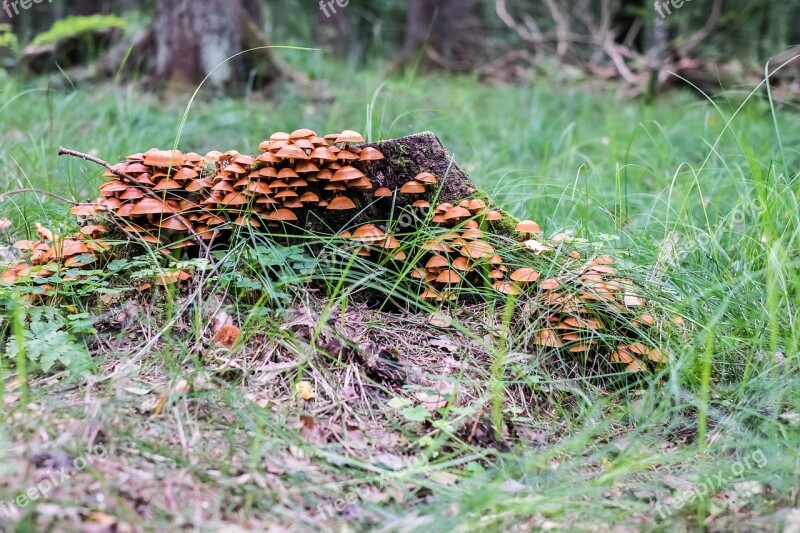 Mushrooms Forest Trunk Depth Of Field Bokeh