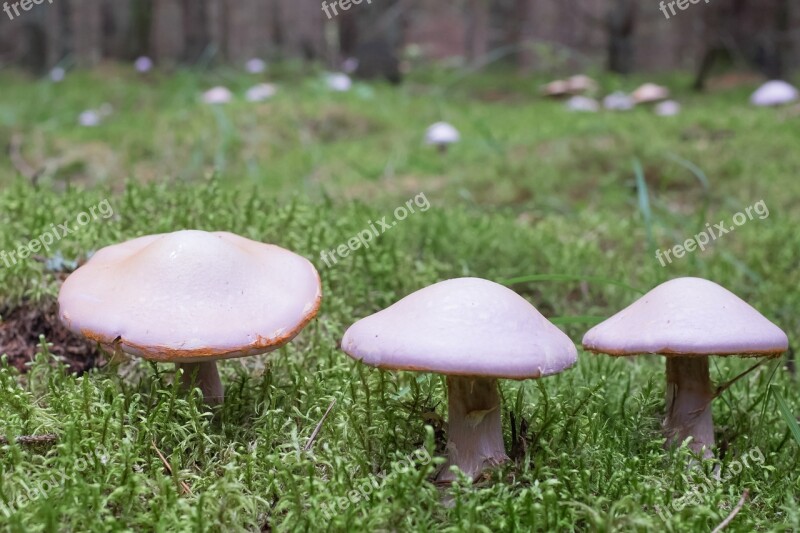 Mushrooms Forest Three Litter Nature