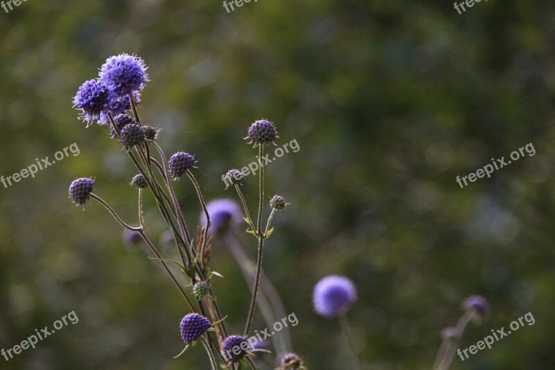 Plant Nature Flower Blossom Bloom