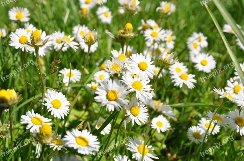 Daisy Meadow Spring Flowers Flower Meadow