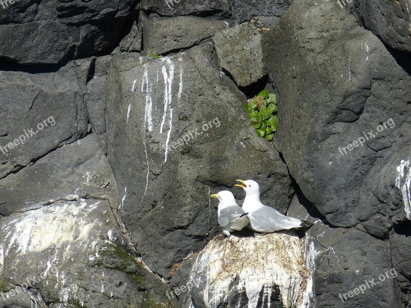 Iceland Seagull Bird Nest Pair