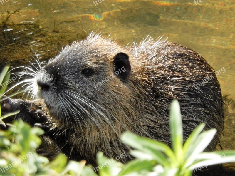 Nutria River Water Rat Wild Animal Free Photos