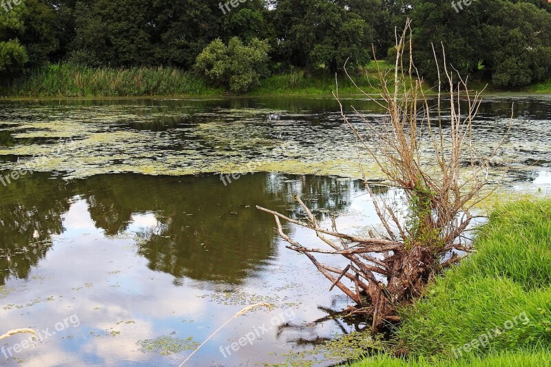 Landscape Tree Root Root Pond Water