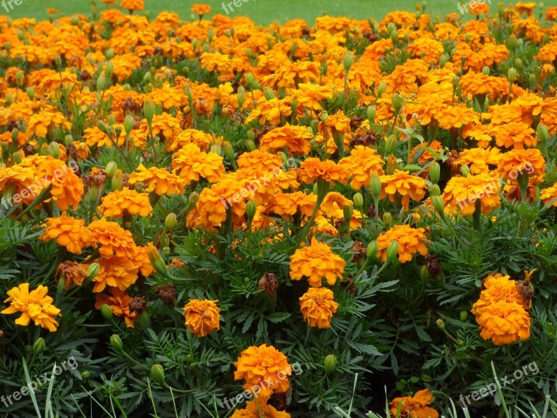 Flowers Orange Field Nature Garden