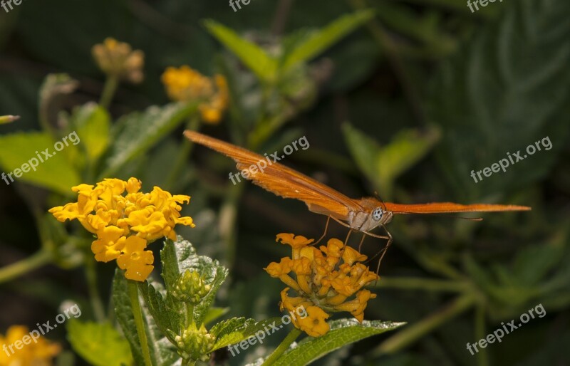 Butterfly Insect Nature Summer Spring