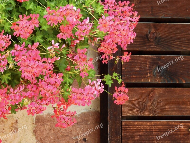 Flower Blossom Bloom Nature Plant