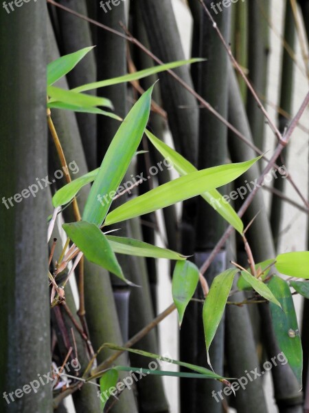 Plant Bamboo Green Wellness Leaves