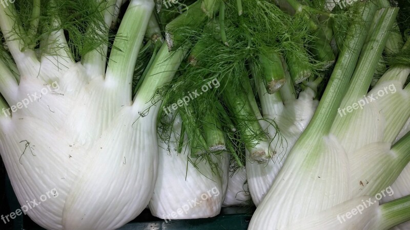 Fennel Fennel Salad Salad Vitamins Vegan