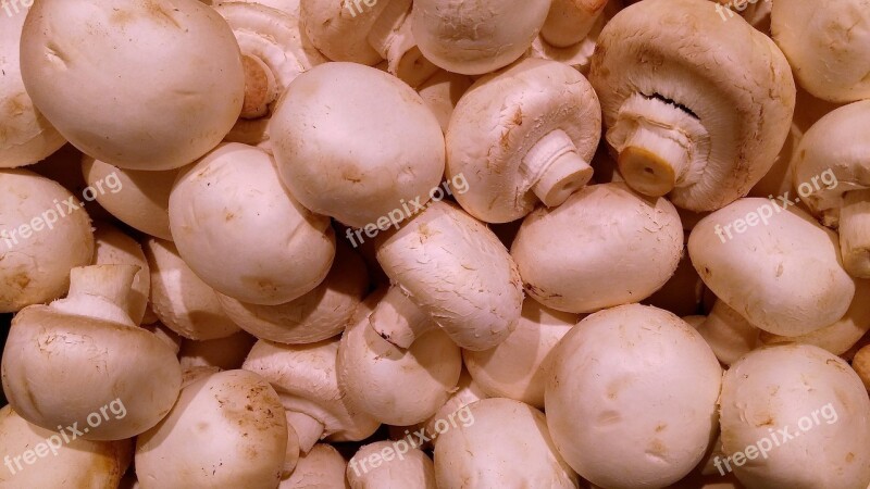 Mushrooms Mushroom Root Champignon White Mushroom Nature