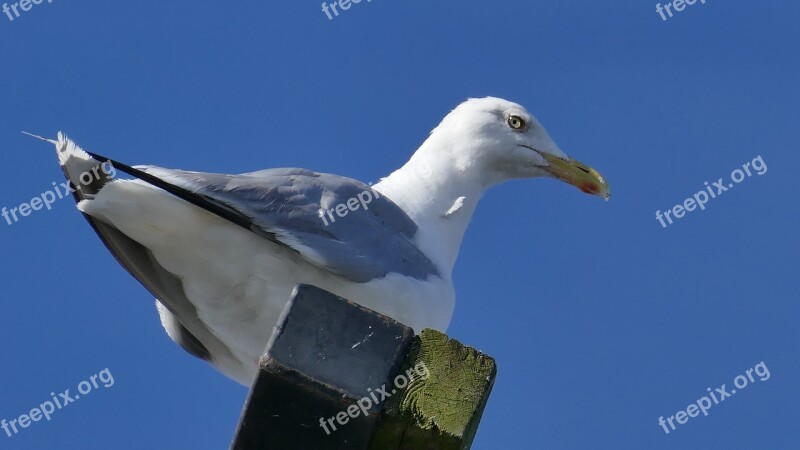 Seagull Animal Bird Port Nature