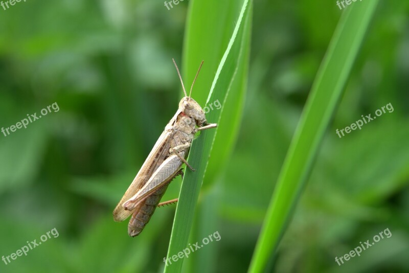 Grasshopper Tettigonia Viridissima Prey Eat Grass