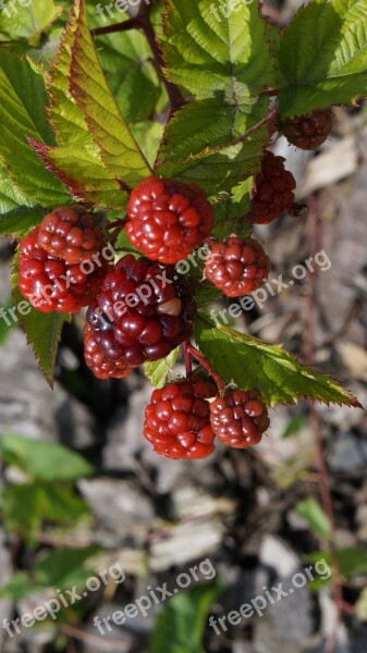 Bramble Immature Nature Fruits Fruit