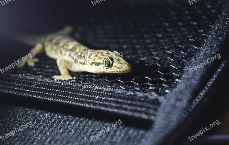 Gecko Animal Natural Net Lizard