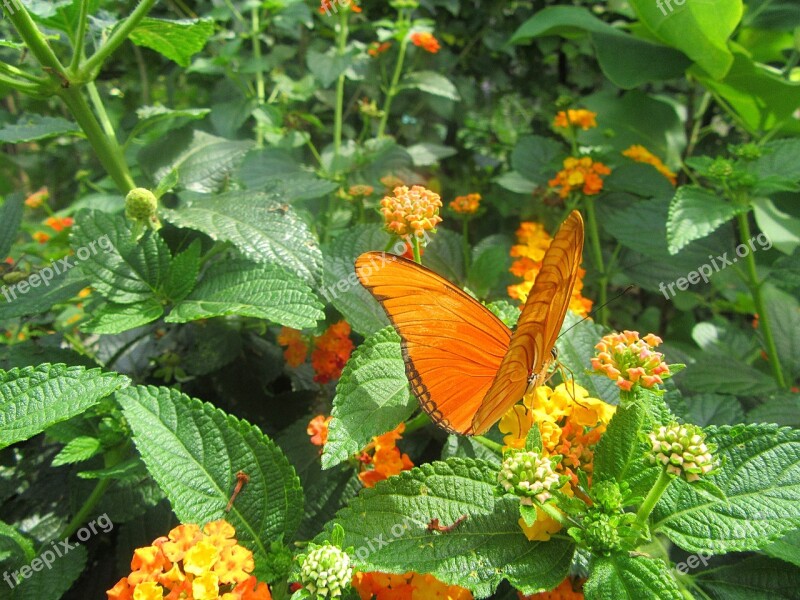 Orange Butterfly Flower Bug Insects Butterfly