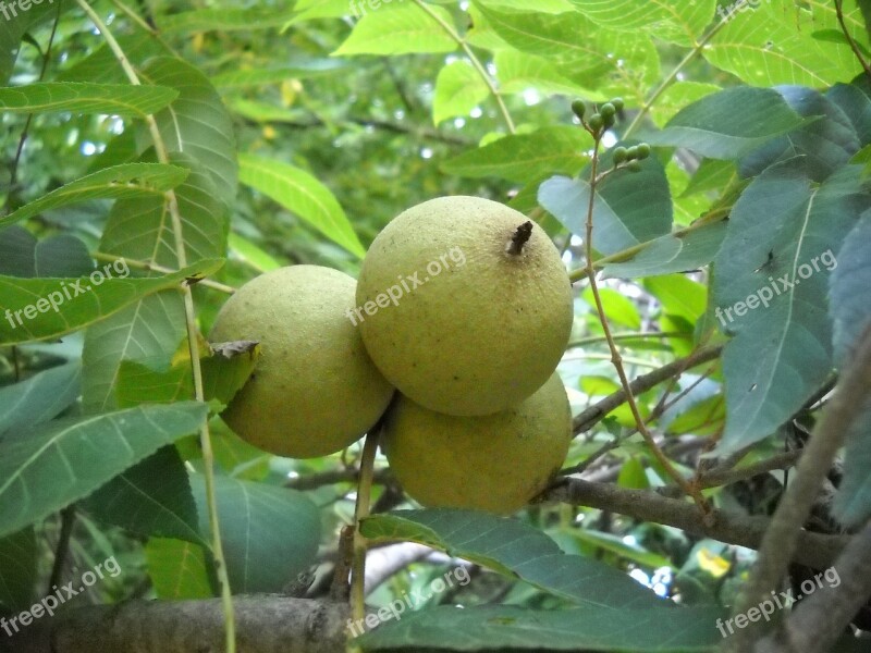 Walnut Tree Leaves Free Photos