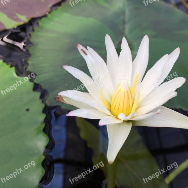 Lotus Torus Flowers White Flowers Pond