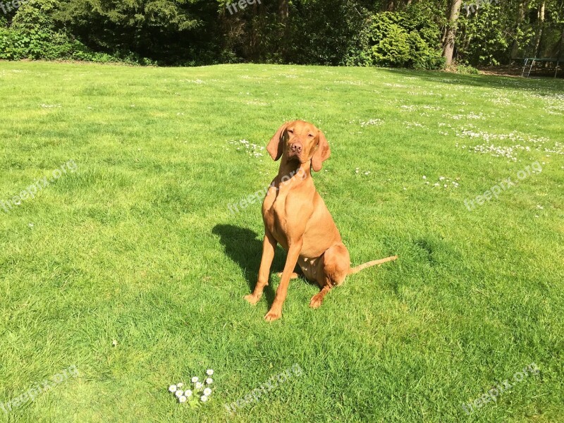 Pet Vizsla Gundog Hungarian Purebred