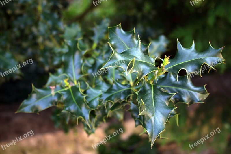 Green Prickly Plant Flora Nature