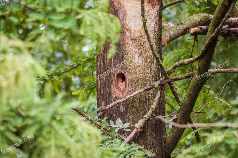 Woodpecker Hole Bird's Nest Woodpecker Hole Woodpecker Cave