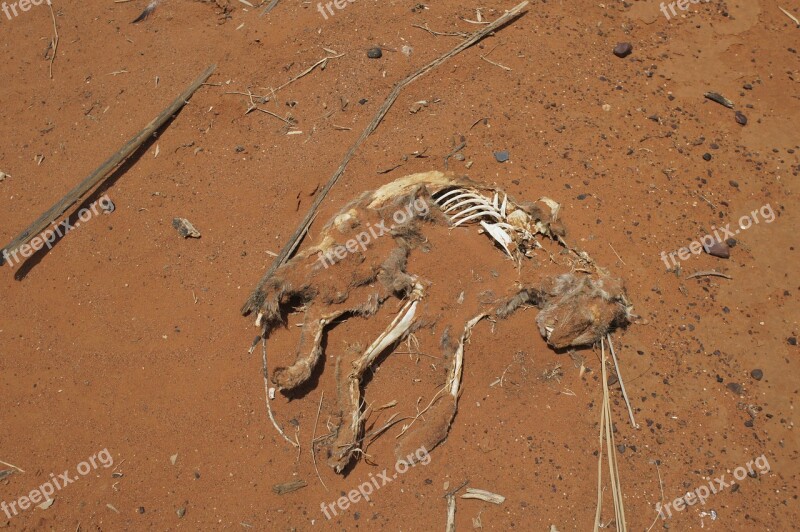 Desert Feral Cat Dead Skeleton