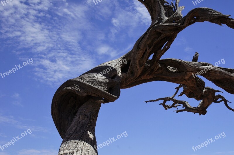 Gnarled Tree Desert Simpson Australia