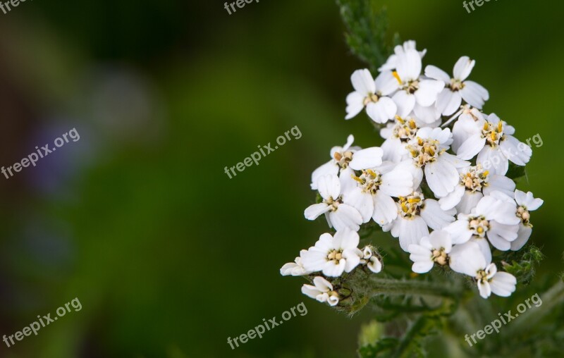 White Flower Natural Flora Flower Bunch