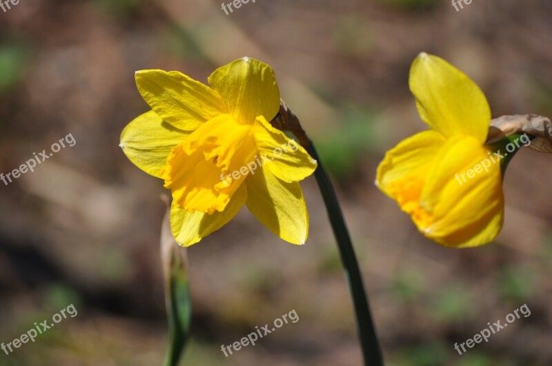 Narcissus Flower Spring Yellow Daffodil