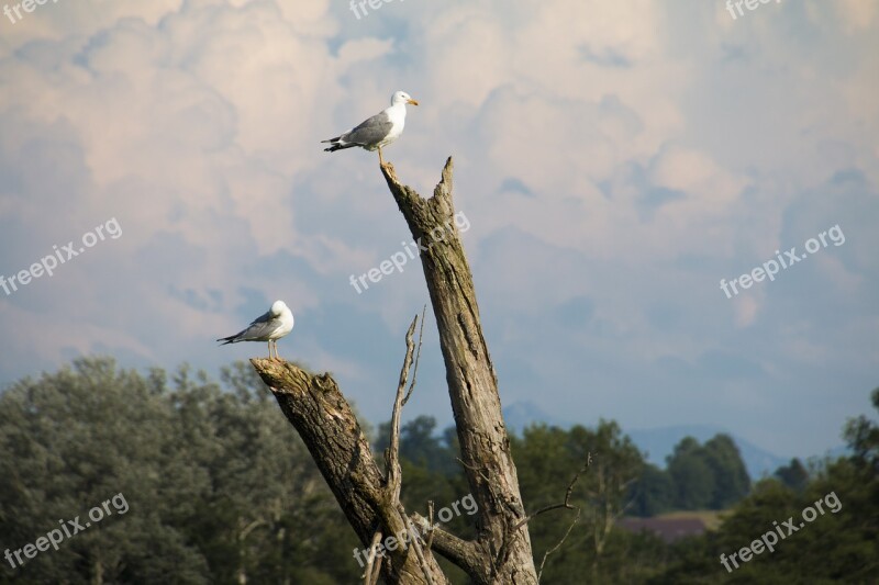 Gulls Branch Log Birds Tribe