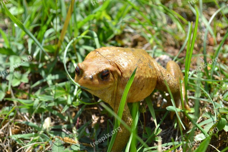 Toad Frog Amphibian Grass Summer