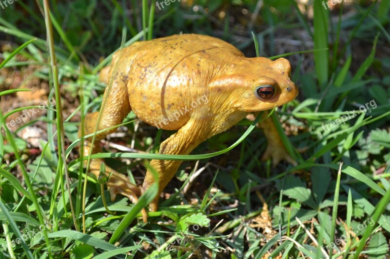 Toad Frog Amphibian Grass Summer