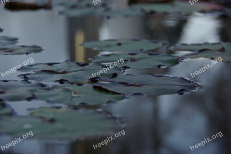 Arboretum Lotus Leaf Pond Free Photos