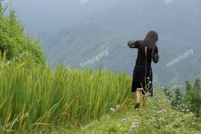 Rice Terrace Sapa Vietnam Landscape