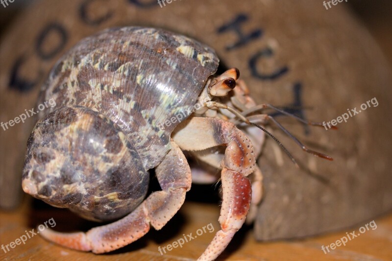 Crab Hermit Crab Crustacean Shell Mottled