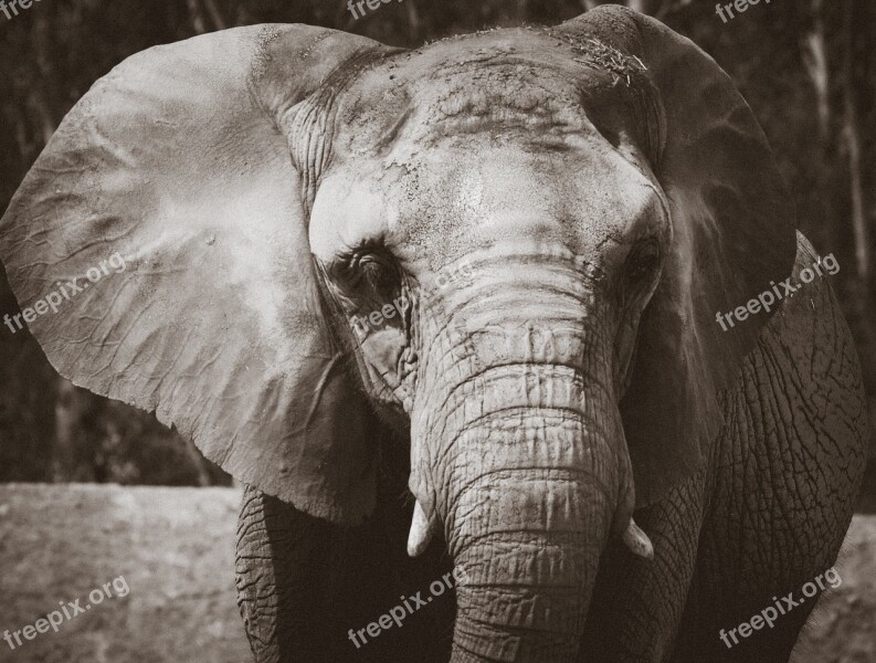 Elephant Africa Animal Wild Zoo