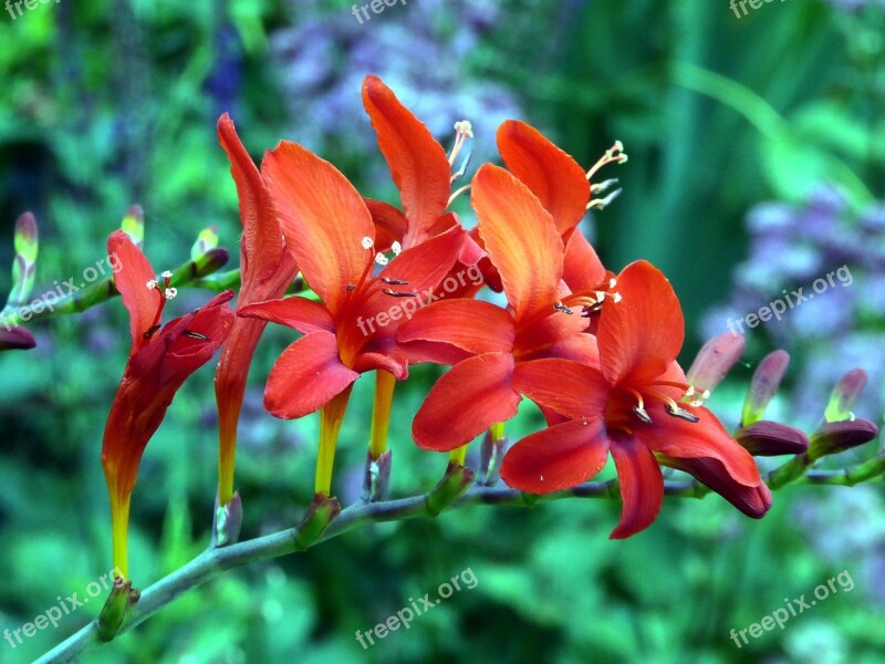 Lily Ornamental Garden Orange Yellow Close Up