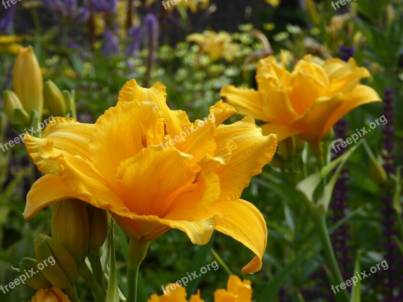 Lilies Ornamental Garden Yellow Close Up Flowers