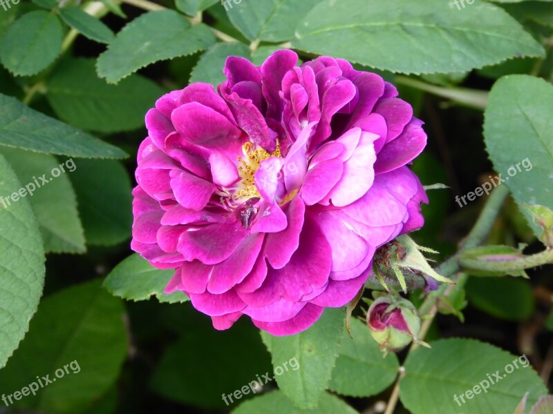 Scented Rose Blossomed Ornamental Garden Pink Blossom