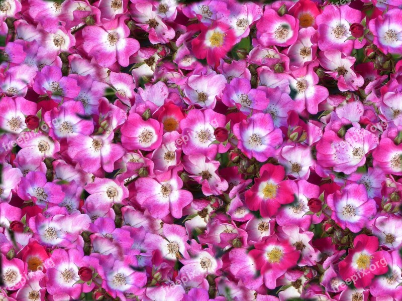 Carpet Of Flowers Pink White Spring Ornamental Garden Colorful