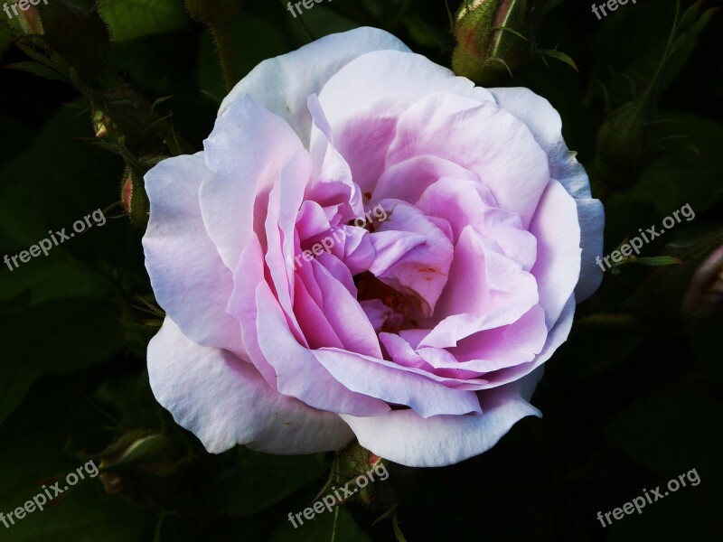 Scented Rose Ornamental Garden Spring White Pink Macro