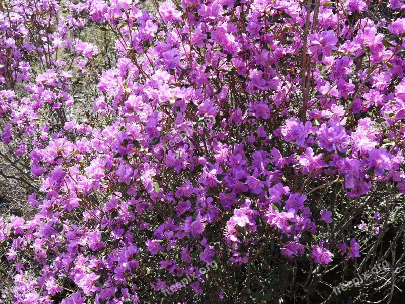 Altai Spring Labrador Tea Free Photos