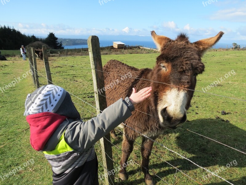 Lake Donkey Child My Dear Field