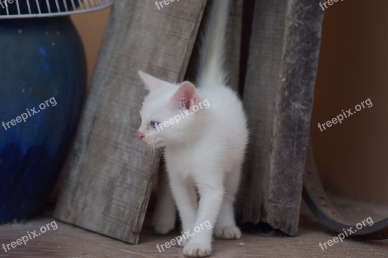 Kitten White Kitten White Cat Small Cat Little Cat